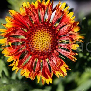 Macro image of flower